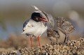 adulte se lissant ses plumes en compagnie de ses 2 oisillons Mouette mélanocéphale, Larus melanocephalus, laridae, oiseau, Camargue, adultes 