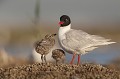 adulte avec ses 2 oisillons de quelques jours Mouette mélanocéphale, Larus melanocephalus, laridae, oiseau, Camargue, adultes 