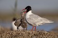 oisillons réclamant de la nourriture que l'adulte doit régurgiter Mouette mélanocéphale, Larus melanocephalus, laridae, oiseau, Camargue, adultes 