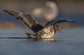 tentative d'envol d'un jeune Mouette mélanocéphale, Larus melanocephalus, laridae, oiseau, Camargue, adultes 