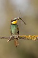  le guépier d'Europe, Merops apiaster, oiseau, vertébré, France 