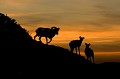 Un mâle et 2 femelles mouflon, ovis gmelini, montagne, vertébré, France, mammifère 