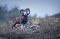  mouflon, ovis gmelini, montagne, vertébré, France, mammifère 