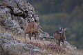  mouflon, ovis gmelini, montagne, vertébré, France, mammifère 