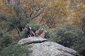 mouflon, ovis gmelini, montagne, vertébré, France, mammifère 