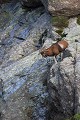  mouflon, ovis gmelini, montagne, vertébré, France, mammifère 