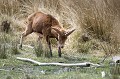  mouflon, ovis gmelini, montagne, vertébré, France, mammifère 