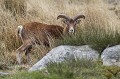  mouflon, ovis gmelini, montagne, vertébré, France, mammifère 