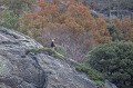  mouflon, ovis gmelini, montagne, vertébré, France, mammifère 