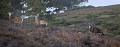  mouflon, ovis gmelini, montagne, vertébré, France, mammifère 
