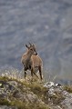  bouquetin des Alpes, Capra ibex, mammifère, artodactyles, bovidés, caprinés 
