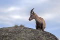  bouquetin des Alpes, Capra ibex, mammifère, artodactyles, bovidés, caprinés 