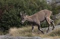  bouquetin des Alpes, Capra ibex, mammifère, artodactyles, bovidés, caprinés 