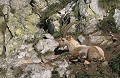  bouquetin des Alpes, Capra ibex, mammifère, artodactyles, bovidés, caprinés 