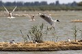 Intrusion d'une mouette rieuse dans la colonie en pleine nidification. Réaction agressive des  sternes. sterne pierregarin, sterna hirundo, laridae, oiseau, France 