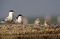 Oisillon de quelques jours en train de manger un petit poisson sous le regard attentif des parents. sterne pierregarin, sterna hirundo, laridae, oiseau, France 