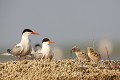  sterne pierregarin, sterna hirundo, laridae, oiseau, France 
