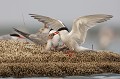  sterne pierregarin, sterna hirundo, laridae, oiseau, France 