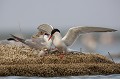  sterne pierregarin, sterna hirundo, laridae, oiseau, France 