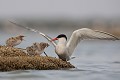  sterne pierregarin, sterna hirundo, laridae, oiseau, France 