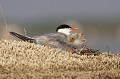  sterne pierregarin, sterna hirundo, laridae, oiseau, France 