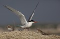  sterne pierregarin, sterna hirundo, laridae, oiseau, France 