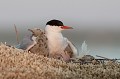 Protection des jeunes par un parent en cas de danger imminent sterne pierregarin, sterna hirundo, laridae, oiseau, France 