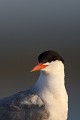  sterne pierregarin, sterna hirundo, laridae, oiseau, France 