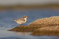  sterne pierregarin, sterna hirundo, laridae, oiseau, France 