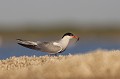  sterne pierregarin, sterna hirundo, laridae, oiseau, France 