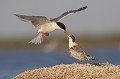  sterne pierregarin, sterna hirundo, laridae, oiseau, France 