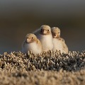 Une fratrie de quelques jours de sterne pierregarin sterne pierregarin, sterna hirundo, laridae, oiseau, France 