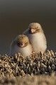  sterne pierregarin, sterna hirundo, laridae, oiseau, France 