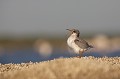 Jeune de quelques semaine sterne pierregarin, sterna hirundo, laridae, oiseau, France 