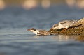  sterne pierregarin, sterna hirundo, laridae, oiseau, France 