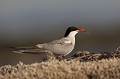 Adulte apportant une crevette à ses jeunes sterne pierregarin, sterna hirundo, laridae, oiseau, France 