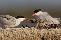 Nourrissage à la crevette sterne pierregarin, sterna hirundo, laridae, oiseau, France 