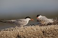 sterne pierregarin, sterna hirundo, laridae, oiseau, France 