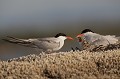  sterne pierregarin, sterna hirundo, laridae, oiseau, France 