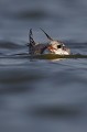 Premier bain d'une jeune sterne Pierregarin sterne pierregarin, sterna hirundo, laridae, oiseau, France 