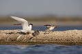  sterne pierregarin, sterna hirundo, laridae, oiseau, France 