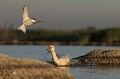 sterne pierregarin, sterna hirundo, laridae, oiseau, France 