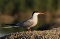  sterne pierregarin, sterna hirundo, laridae, oiseau, France 
