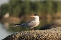  sterne pierregarin, sterna hirundo, laridae, oiseau, France 