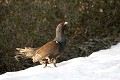  grand tétras, tetrao urogallus, montagne, vertébré, France, oiseau, Pyrenean 