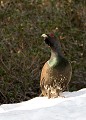  grand tétras, tetrao urogallus, montagne, vertébré, France, oiseau, Pyrénées 