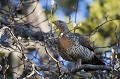  grand tétras, tetrao urogallus, montagne, vertébré, France, oiseau, Pyrénées 