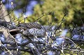  grand tétras, tetrao urogallus, montagne, vertébré, France, oiseau, Pyrénées 