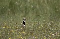  outarde canepetière, tetrax tetrax, oiseau, plaine, vertébré, France 