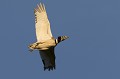  outarde canepetière, tetrax tetrax, oiseau, plaine, vertébré, France 